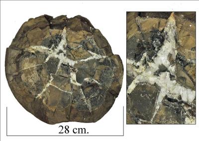 Septarian concretion (nodule) Bill Bagley Rocks and Minerals